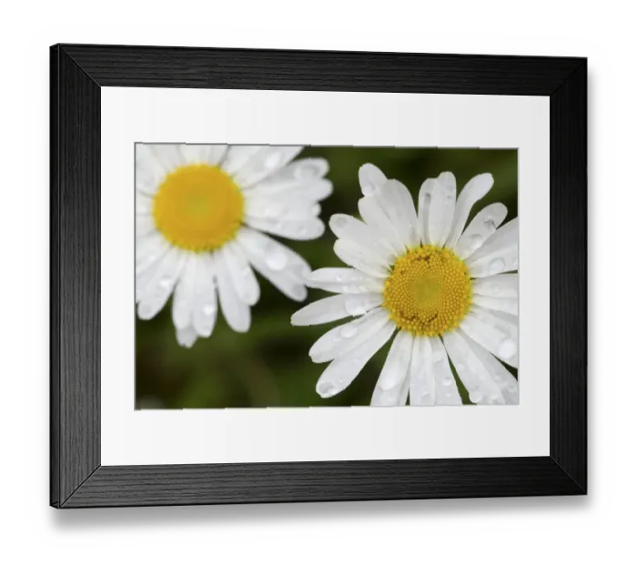Framed Print : Ox-eye Daisy (Leucanthemum vulgare) close-up of flowers, with raindrops on petals, River Whiteadder, Berwickshire Framed Print : Ox-eye Daisy (Leucanthemum vulgare) close-up of flowers, with raindrops on petals, River Whiteadder, Berwickshire