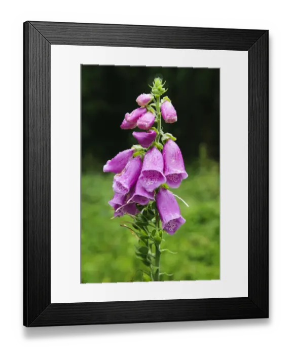 Framed Print : Common Foxglove (Digitalis purpurea) flowerspike, in rain, Sevenoaks Wildlife Reserve, Kent, England, June Framed Print : Common Foxglove (Digitalis purpurea) flowerspike, in rain, Sevenoaks Wildlife Reserve, Kent, England, June