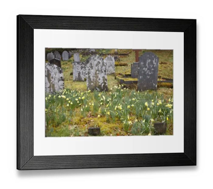 Framed Print : Wild Daffodil (Narcissus pseudonarcissus) flowering, mass growing amongst headstones in graveyard habitat, Ceredigion