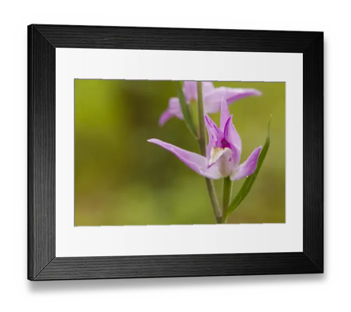 Framed Print : Red Helleborine (Cephalanthera rubra) close-up of flower, Causse de Gramat, Massif Central, Lot Region, France, June Framed Print : Red Helleborine (Cephalanthera rubra) close-up of flower, Causse de Gramat, Massif Central, Lot Region, France, June