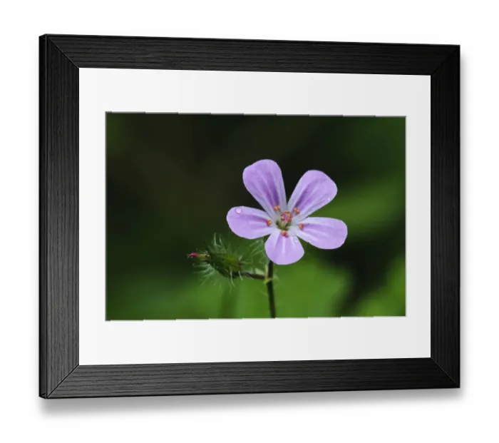 Framed Print : Herb Robert (Geranium robertianum) close-up of flower, with raindrops, growing in woodland on chalk downland Framed Print : Herb Robert (Geranium robertianum) close-up of flower, with raindrops, growing in woodland on chalk downland