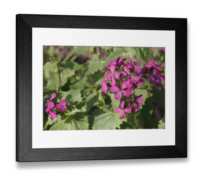 Framed Print : Annual Honesty (Lunaria annua) flowering, in garden, Powys, Wales, March Framed Print : Annual Honesty (Lunaria annua) flowering, in garden, Powys, Wales, March
