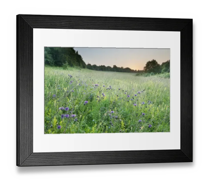 Framed Print : Greater Knapweed (Centaurea scabiosa) and Common Meadow-rue (Thalictrum flavum) flowering Framed Print : Greater Knapweed (Centaurea scabiosa) and Common Meadow-rue (Thalictrum flavum) flowering
