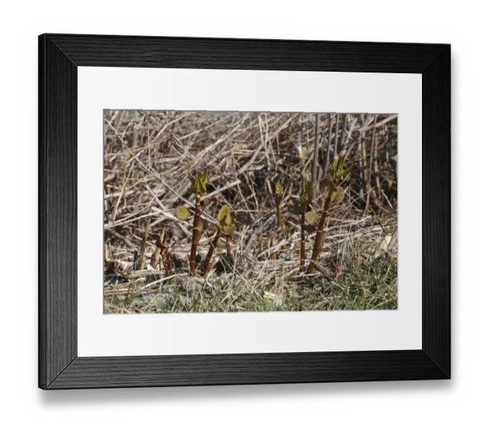 Framed Print : Japanese Knotweed (Fallopia japonica) introduced invasive species, new spring shoots, Ceredigion, Wales, March Framed Print : Japanese Knotweed (Fallopia japonica) introduced invasive species, new spring shoots, Ceredigion, Wales, March