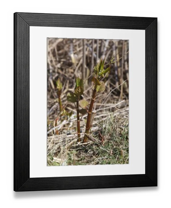 Framed Print : Japanese Knotweed (Fallopia japonica) introduced invasive species, new spring shoots, Ceredigion, Wales, March Framed Print : Japanese Knotweed (Fallopia japonica) introduced invasive species, new spring shoots, Ceredigion, Wales, March