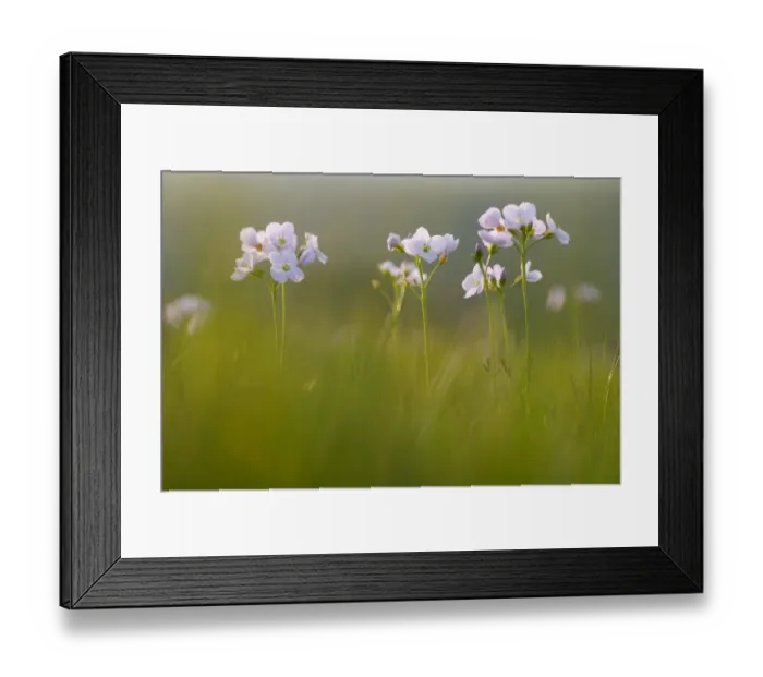 Framed Print : Ladys Smock (Cardamine pratensis) flowering, growing in meadow on organic farm, in evening light, Powys, Wales, May Framed Print : Ladys Smock (Cardamine pratensis) flowering, growing in meadow on organic farm, in evening light, Powys, Wales, May