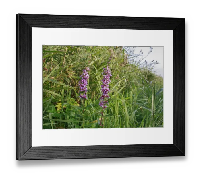 Framed Print : Purple Loosestrife (Lythrum salicaria) flowering, growing in river valley fen habitat, Middle Fen Framed Print : Purple Loosestrife (Lythrum salicaria) flowering, growing in river valley fen habitat, Middle Fen