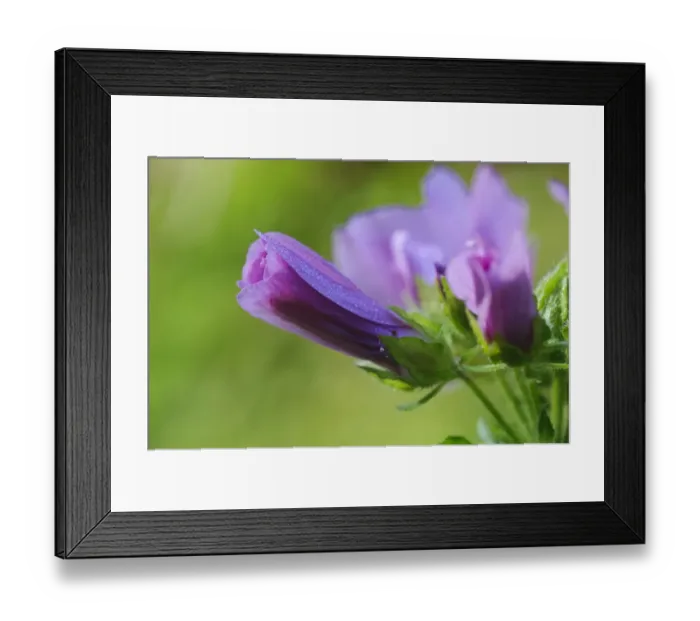 Framed Print : Common Mallow (Malva sylvestris) close-up of unopened flowers, covered with dewdrops, Southwater Woods, West Sussex Framed Print : Common Mallow (Malva sylvestris) close-up of unopened flowers, covered with dewdrops, Southwater Woods, West Sussex