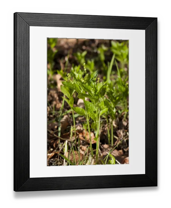 Framed Print : Dogs Mercury (Mercurialis perennis) flowering, growing in coppiced woodland, Powys, Wales, March Framed Print : Dogs Mercury (Mercurialis perennis) flowering, growing in coppiced woodland, Powys, Wales, March