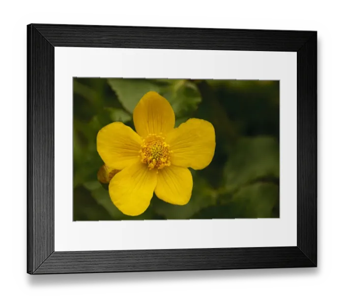 Framed Print : Marsh Marigold (Caltha palustris) close-up of flower, Powys, Wales, May Framed Print : Marsh Marigold (Caltha palustris) close-up of flower, Powys, Wales, May