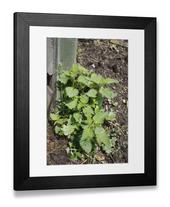 Framed Print : Stinging Nettle (Urtica dioica) clump growing on disturbed and enriched soil beside garden compost heap, Bacton Framed Print : Stinging Nettle (Urtica dioica) clump growing on disturbed and enriched soil beside garden compost heap, Bacton