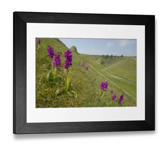 Framed Print : Early Purple Orchid (Orchis mascula) flowering, growing on slope in habitat, with Peters Stone in distance Framed Print : Early Purple Orchid (Orchis mascula) flowering, growing on slope in habitat, with Peters Stone in distance