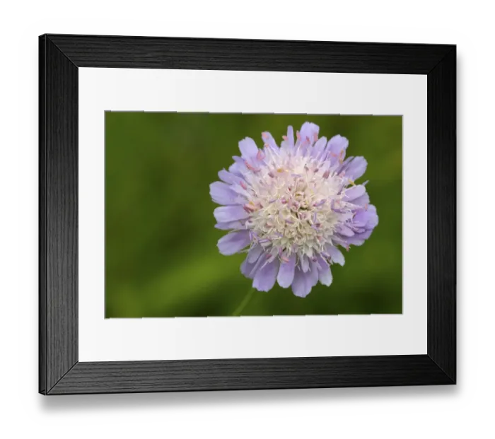 Framed Print : Field Scabious (Knautia arvensis) close-up of flowerhead, Berwickshire, Scottish Borders, Scotland, july Framed Print : Field Scabious (Knautia arvensis) close-up of flowerhead, Berwickshire, Scottish Borders, Scotland, july