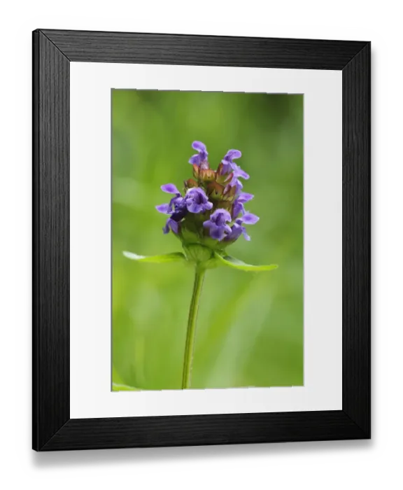 Framed Print : Common Selfheal (Prunella vulgaris) flowering, College Lake Nature Reserve, Hertfordshire, England, June