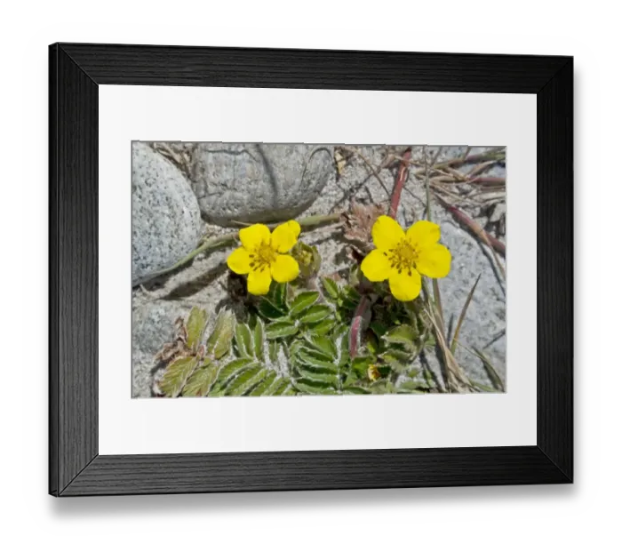 Framed Print : Common Silverweed (Potentilla anserina) close-up of flowers, growing on pebble beach, North Uist, Outer Hebrides