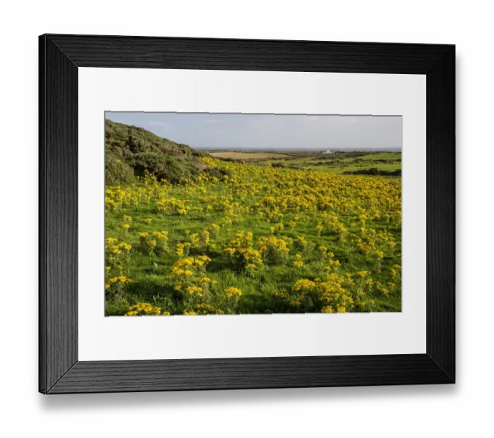 Framed Print : Common Ragwort (Senecio jacobaea) flowering mass, growing in coastal field, near Holyhead, Holy Island, Anglesey Framed Print : Common Ragwort (Senecio jacobaea) flowering mass, growing in coastal field, near Holyhead, Holy Island, Anglesey