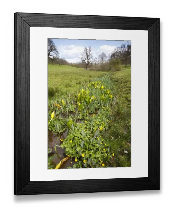 Framed Print : Yellow Skunk Cabbage (Lysichiton americanum) introduced naturalized species Framed Print : Yellow Skunk Cabbage (Lysichiton americanum) introduced naturalized species