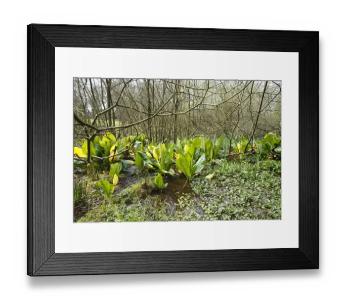 Framed Print : Yellow Skunk Cabbage (Lysichiton americanum) introduced naturalized species, flowering