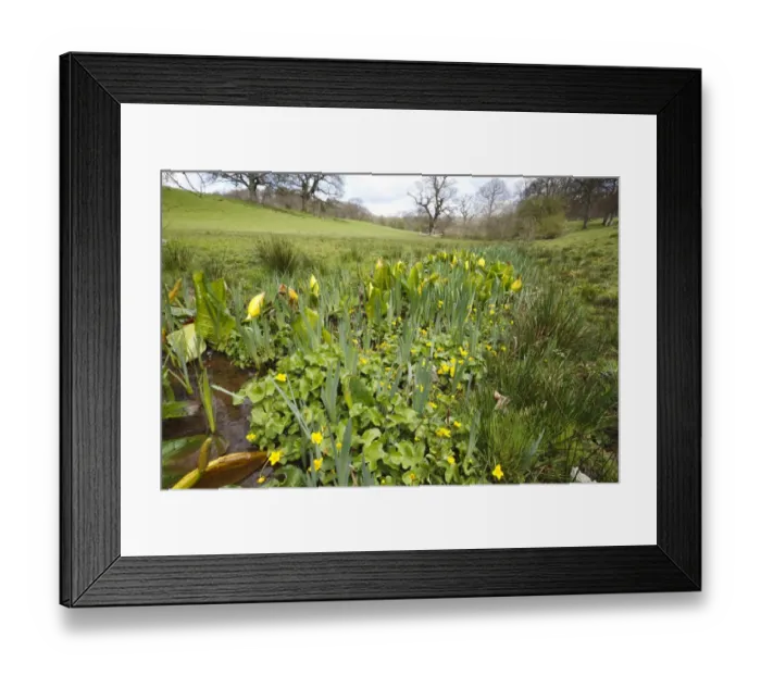 Framed Print : Yellow Skunk Cabbage (Lysichiton americanum) introduced naturalized species Framed Print : Yellow Skunk Cabbage (Lysichiton americanum) introduced naturalized species