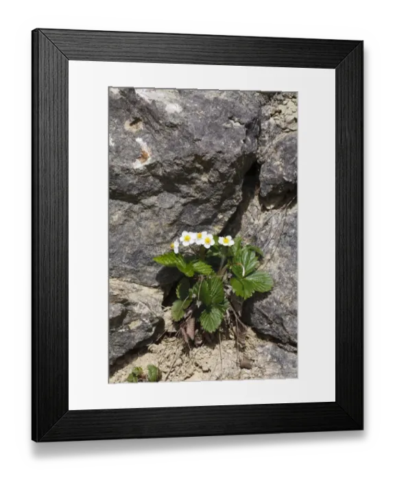 Framed Print : Wild Strawberry (Fragaria vesca) flowering, growing on limestone quarry face, Shropshire, England, April Framed Print : Wild Strawberry (Fragaria vesca) flowering, growing on limestone quarry face, Shropshire, England, April