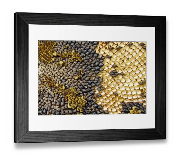 Framed Print : Sunflower (Helianthus annuus) Ray of Sunshine, close-up of seedhead, with ripe seeds, growing in garden allotment Framed Print : Sunflower (Helianthus annuus) Ray of Sunshine, close-up of seedhead, with ripe seeds, growing in garden allotment