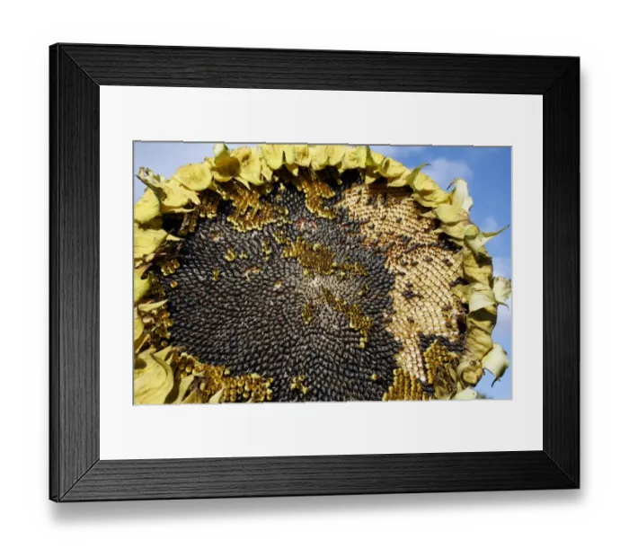 Framed Print : Sunflower (Helianthus annuus) Ray of Sunshine, close-up of seedhead, with ripe seeds, growing in garden allotment