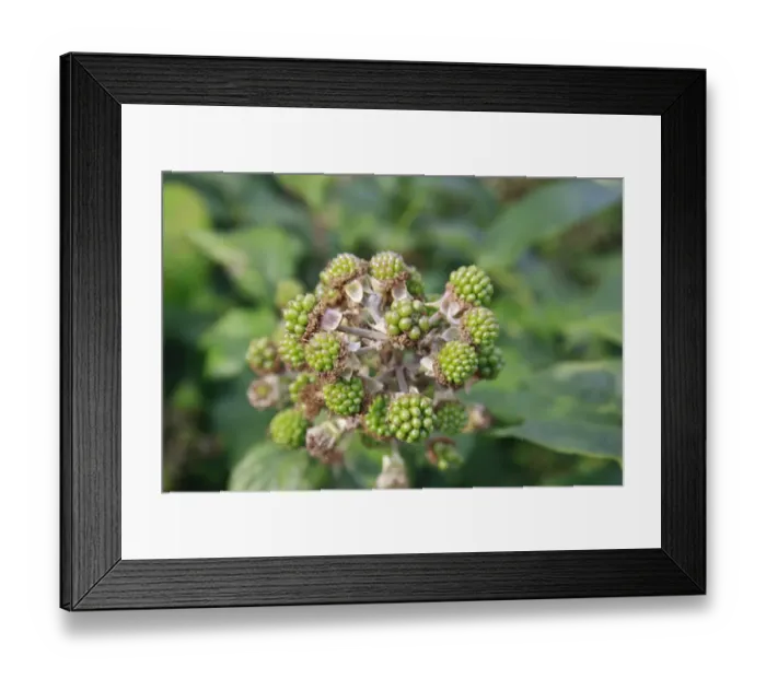 Framed Print : Bramble (Rubus fruticosus) close-up of unripe green fruit, Bacton, Suffolk, England, august Framed Print : Bramble (Rubus fruticosus) close-up of unripe green fruit, Bacton, Suffolk, England, august