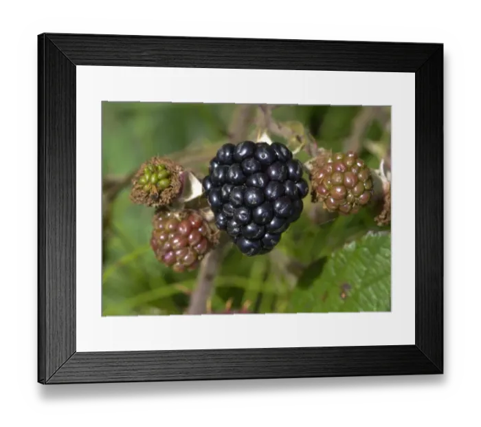 Framed Print : Bramble (Rubus fruticosus) close-up of ripe and unripe fruit, growing in hedgerow, Whitewell, Lancashire, England Framed Print : Bramble (Rubus fruticosus) close-up of ripe and unripe fruit, growing in hedgerow, Whitewell, Lancashire, England