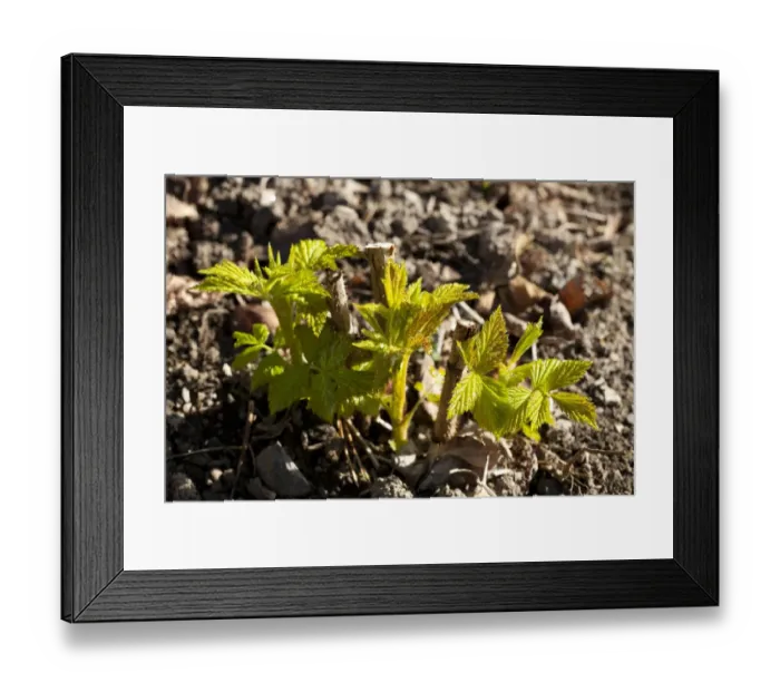 Framed Print : Raspberry (Rubus idaeus) Autumn Bliss autumn-fruiting variety, new shoots appearing in early spring, Powys, Wales Framed Print : Raspberry (Rubus idaeus) Autumn Bliss autumn-fruiting variety, new shoots appearing in early spring, Powys, Wales