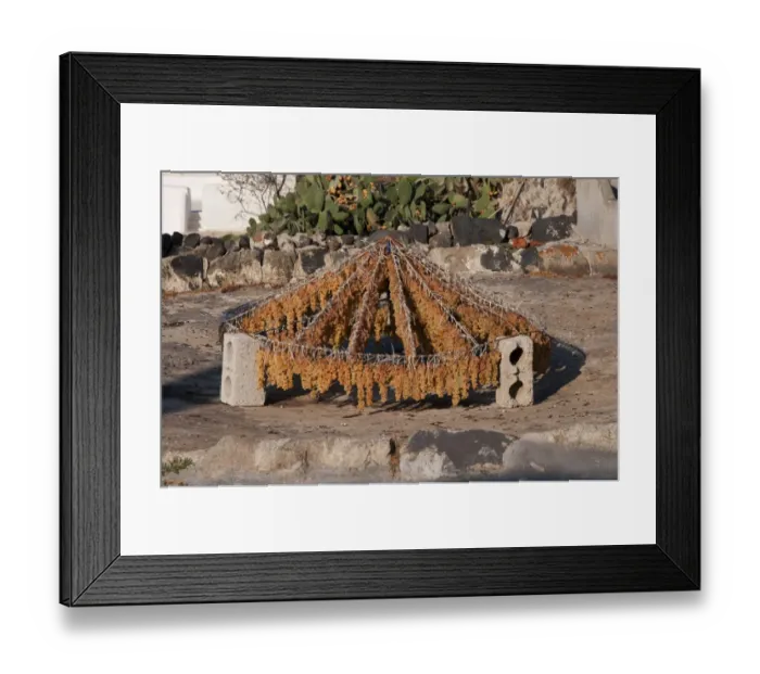 Framed Print : Grape (Vitis vinifera) fruit, hanging out to dry in garden, Pirgos, Santorini, Cyclades, Aegean Sea, Greece, September