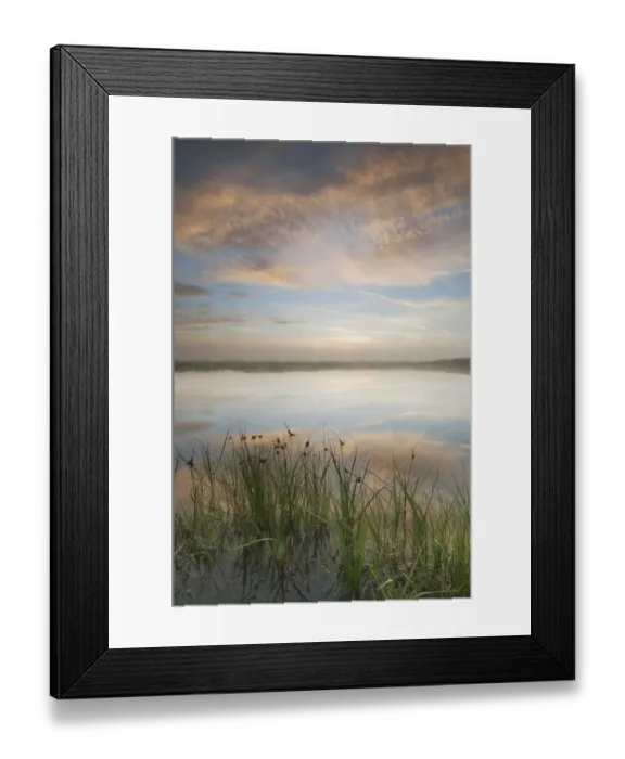Framed Print : Sea Club-rush (Scirpus maritimus) growing on edge of pond habitat, with clouds reflected at sunrise