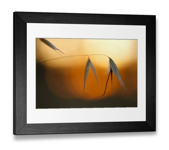 Framed Print : Winter Wild Oat (Avena sterilis) close-up of seedheads, at sunset, Bouches-du-Rhone, Provence, France, June