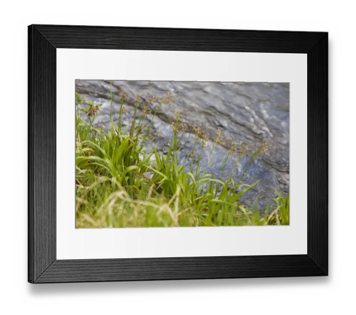 Framed Print : Great Wood-rush (Luzula sylvatica) flowering, growing on riverbank, Powys, Wales, April Framed Print : Great Wood-rush (Luzula sylvatica) flowering, growing on riverbank, Powys, Wales, April