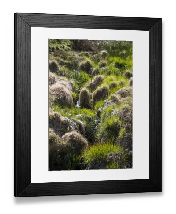 Framed Print : Purple Moor-grass (Molinia caerulea) tussocks, Powys, Wales, May Framed Print : Purple Moor-grass (Molinia caerulea) tussocks, Powys, Wales, May