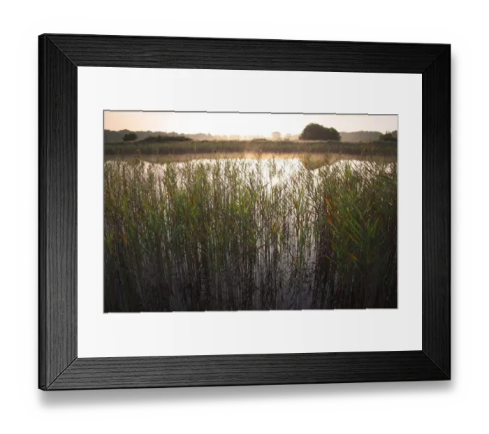 Framed Print : Common Reed (Phragmites australis) reedbed and open water in river valley fen habitat at sunrise, Middle Fen