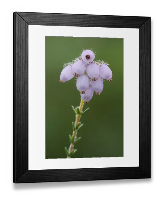 Framed Print : Cross-leaved Heath (Erica tetralix) close-up of flowers, growing on lowland heathland, Hothfield Heathlands, Hothfield Framed Print : Cross-leaved Heath (Erica tetralix) close-up of flowers, growing on lowland heathland, Hothfield Heathlands, Hothfield