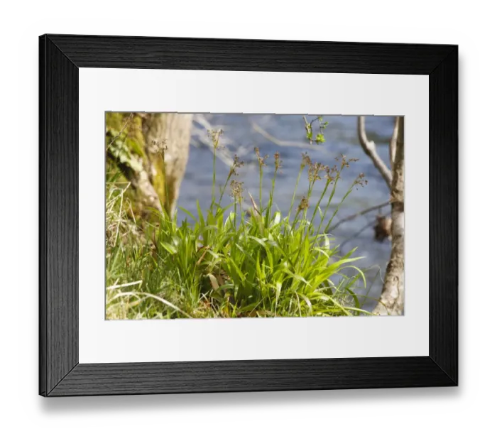 Framed Print : Great Wood-rush (Luzula sylvatica) flowering, growing on riverbank, Powys, Wales, April Framed Print : Great Wood-rush (Luzula sylvatica) flowering, growing on riverbank, Powys, Wales, April