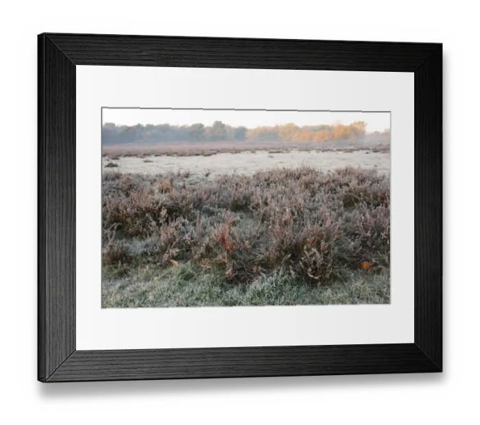 Framed Print : Common Heather (Calluna vulgaris) in fruit, growing on frost covered heathland habitat at dawn Framed Print : Common Heather (Calluna vulgaris) in fruit, growing on frost covered heathland habitat at dawn
