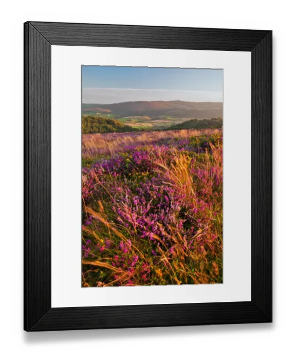 Framed Print : Bell Heather (Erica cinerea) and Common Heather (Calluna vulgaris) flowering, growing on moorland habitat Framed Print : Bell Heather (Erica cinerea) and Common Heather (Calluna vulgaris) flowering, growing on moorland habitat