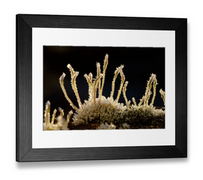 Framed Print : Wall Screw-moss (Tortula muralis) frost covered spore capsules, growing on concrete wall, Powys, Wales, January Framed Print : Wall Screw-moss (Tortula muralis) frost covered spore capsules, growing on concrete wall, Powys, Wales, January