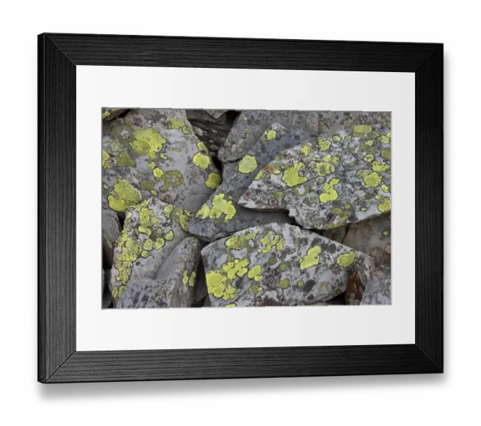 Framed Print : Map Lichen (Rhizocarpon geographicum) growing on hard acid rock of slate slabs, Cwm Orthin, Blaenau Ffestiniog Framed Print : Map Lichen (Rhizocarpon geographicum) growing on hard acid rock of slate slabs, Cwm Orthin, Blaenau Ffestiniog