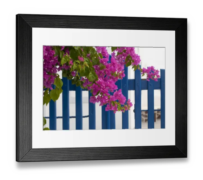 Framed Print : Bougainvillea (Bougainvillea sp. ) close-up of flowers and bracts, growing beside blue garden gate, Santorini, Cyclades Framed Print : Bougainvillea (Bougainvillea sp. ) close-up of flowers and bracts, growing beside blue garden gate, Santorini, Cyclades