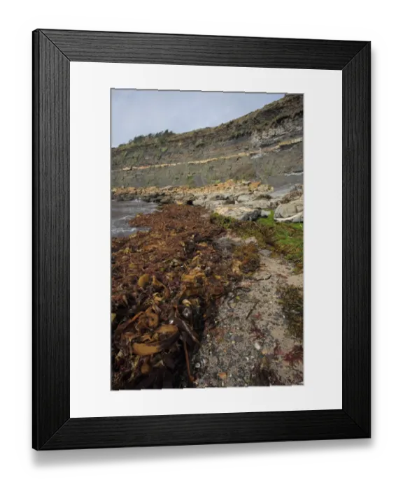 Framed Print : Seaweed washed up on beach strandline, Kimmeridge Bay, Isle of Purbeck, Dorset, England, august Framed Print : Seaweed washed up on beach strandline, Kimmeridge Bay, Isle of Purbeck, Dorset, England, august