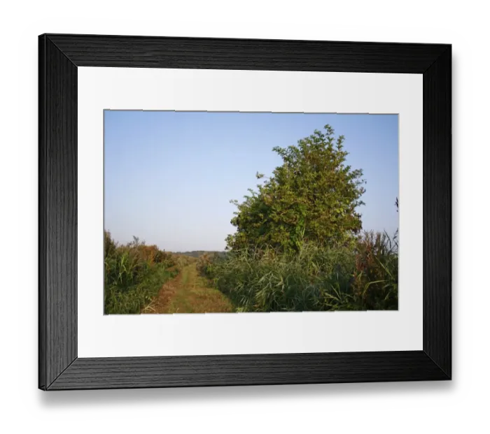 Framed Print : Elder (Sambucus nigra) habit, growing in river valley fen habitat, Middle Fen, Redgrave and Lopham Fen N. N. R Framed Print : Elder (Sambucus nigra) habit, growing in river valley fen habitat, Middle Fen, Redgrave and Lopham Fen N. N. R