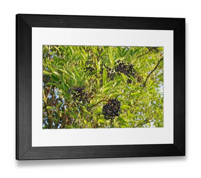 Framed Print : Elder (Sambucus nigra) close-up of leaves and berries, growing in river valley fen, Middle Fen