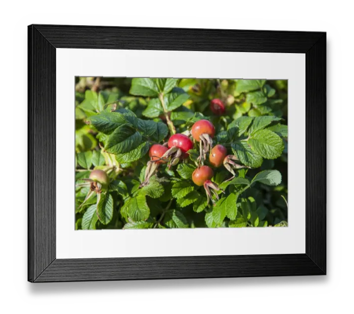 Framed Print : Japanese Rose (Rosa rugosa) introduced species, close-up of rosehips, Holyhead Mountain, Holy Island, Anglesey, Wales Framed Print : Japanese Rose (Rosa rugosa) introduced species, close-up of rosehips, Holyhead Mountain, Holy Island, Anglesey, Wales