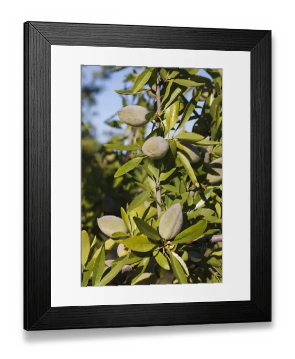 Framed Print : Almond (Prunus dulcis) close-up of fruit forming on tree, in orchard, Bouches-du-Rhone, Provence, France, June Framed Print : Almond (Prunus dulcis) close-up of fruit forming on tree, in orchard, Bouches-du-Rhone, Provence, France, June