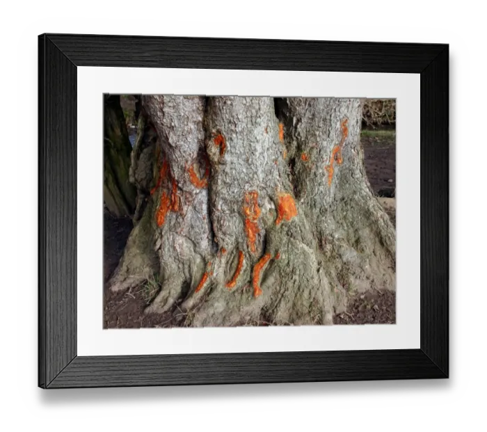 Framed Print : Common Alder (Alnus glutinosa) close-up of trunk, with bark damaged by feeding sheep, Wales, february Framed Print : Common Alder (Alnus glutinosa) close-up of trunk, with bark damaged by feeding sheep, Wales, february