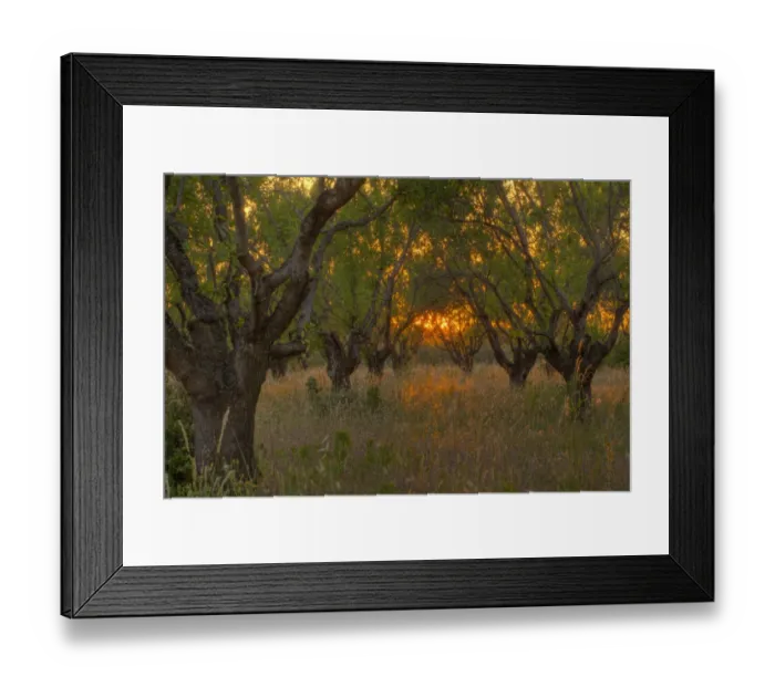 Framed Print : Almond (Prunus dulcis) orchard, at sunset, Bouches-du-Rhone, Provence, France, June Framed Print : Almond (Prunus dulcis) orchard, at sunset, Bouches-du-Rhone, Provence, France, June