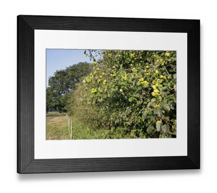 Framed Print : Wild Crabapple (Malus sylvestris) fruit, growing in hedgerow habitat at edge of river valley fen, Middle Fen Framed Print : Wild Crabapple (Malus sylvestris) fruit, growing in hedgerow habitat at edge of river valley fen, Middle Fen